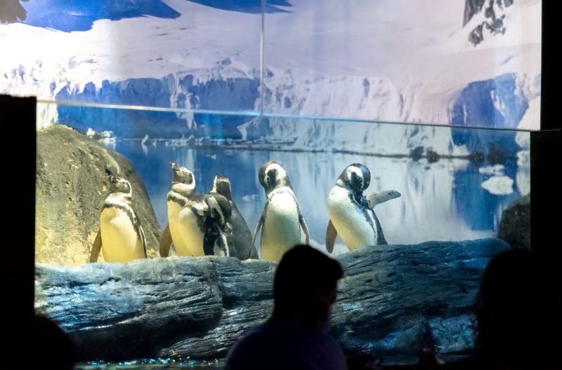 Os simpáticos pinguins do Oceanic Aquarium - Rodrigo Luft/PMBC/Divulgação