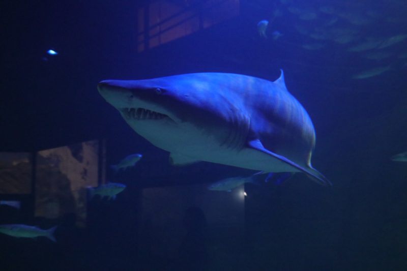Aquário inaugura novidade após passagem de tubarão em Balneário Camboriú - Oceanic Aquarium/Divulgação