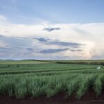 O mundo começa a olhar para o carbono e isto pode mudar tudo para o Brasil