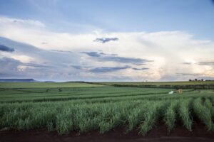O mundo começa a olhar para o carbono e isto pode mudar tudo para o Brasil